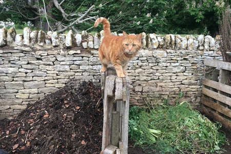 Compost Heap